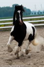 Fotoshoot Paarden
